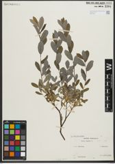 Foto von Salix repens subsp. repens L.